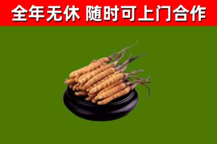 荆门回收冬虫夏草