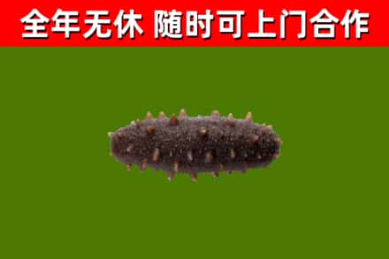 荆门回收海参干